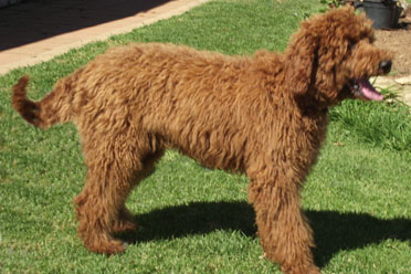 red poodle cherry
