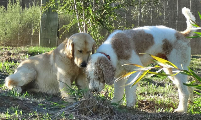golden groodle expected litters